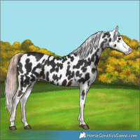 Horse Color:Liver Chestnut Appaloosa 