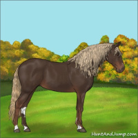 Horse Color:Liver Chestnut Sabino 