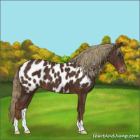 Horse Color:Liver Chestnut Appaloosa 