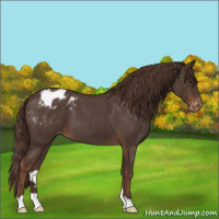 Horse Color:Liver Red Roan Varnish 