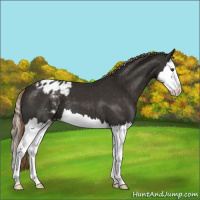 Horse Color:Liver Chestnut Splash Appaloosa 