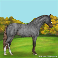 Horse Color:Liver Red Roan 