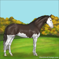 Horse Color:Liver Chestnut Splash 