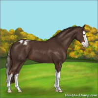 Horse Color:Liver Chestnut Splash Appaloosa 
