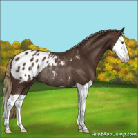 Horse Color:Liver Chestnut Splash Appaloosa Rabicano 