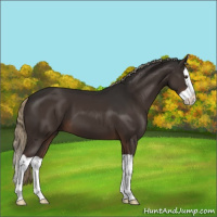 Horse Color:Liver Chestnut Splash 
