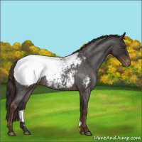 Horse Color:Liver Red Roan Appaloosa Rabicano 