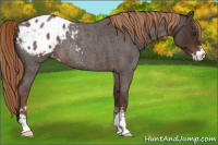Horse Color:Liver Red Roan Sabino Appaloosa Rabicano 