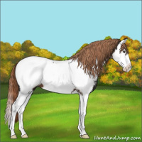 Horse Color:Liver Chestnut Splash Appaloosa 