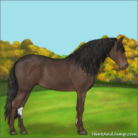 Horse Color:Liver Chestnut 