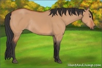 Horse Color:Bay Dun Rabicano 