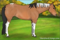 Horse Color:Bay Roan Tobiano