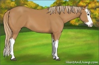 Horse Color:Chestnut Splash 