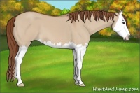 Horse Color:Red Dun Splash 