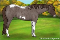 Horse Color:Liver Red Roan Tobiano Frame 