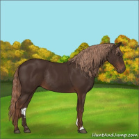 Horse Color:Liver Chestnut Rabicano 