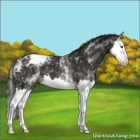 Horse Color:White Spotted Liver Chestnut Splash Appaloosa 