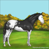 Horse Color:Liver Chestnut Splash Appaloosa 