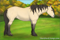 Horse Color:Buckskin Dun Splash 