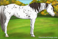 Horse Color:White Spotted Liver Chestnut Splash Appaloosa 