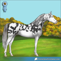 Horse Color:Liver Chestnut Splash Appaloosa