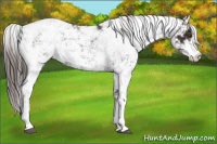 Horse Color:Liver Chestnut Sabino Varnish 
