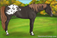 Horse Color:Liver Chestnut Sabino Appaloosa 
