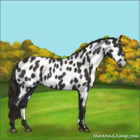 Horse Color:White Spotted Liver Chestnut Appaloosa 