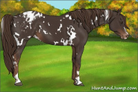 Horse Color:White Spotted Liver Chestnut Sabino Appaloosa 