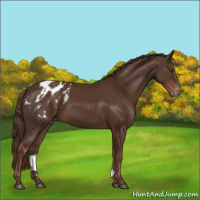 Horse Color:Liver Chestnut Sabino Appaloosa Rabicano 