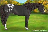 Horse Color:Liver Chestnut Sabino Appaloosa 