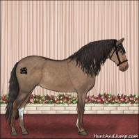 Horse Color:Liver Red Dun Sabino Rabicano