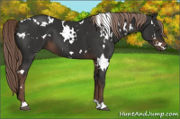 Horse Color:White Spotted Liver Chestnut