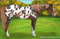 Horse Color:Liver Chestnut Sabino Blanket 