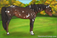 Horse Color:White Spotted Liver Chestnut 
