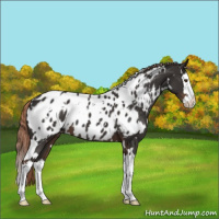 Horse Color:White Spotted Liver Chestnut Splash Appaloosa 