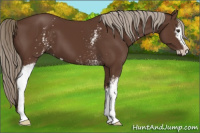 Horse Color:White Spotted Liver Chestnut Sabino 