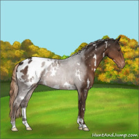 Horse Color:White Spotted Liver Chestnut Appaloosa 