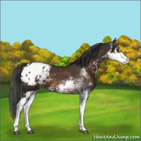 Horse Color:Liver Chestnut Sabino Appaloosa 