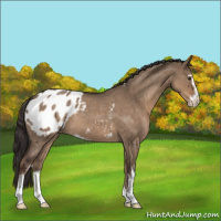 Horse Color:Liver Red Dun Roan Sabino Appaloosa