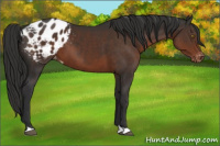 Horse Color:Liver Chestnut Appaloosa 
