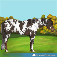 Horse Color:White Spotted Liver Chestnut Appaloosa 