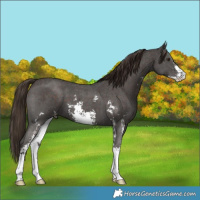 Horse Color:Liver Chestnut Sabino Appaloosa 