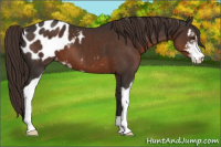 Horse Color:Liver Chestnut Sabino Appaloosa 
