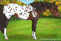 Horse Color:Liver Chestnut Appaloosa 