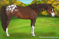 Horse Color:Liver Chestnut Sabino Appaloosa 