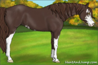 Horse Color:Liver Chestnut Sabino 