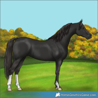 Horse Color:Liver Chestnut 