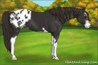 Horse Color:Liver Chestnut Sabino Appaloosa 
