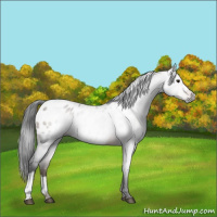 Horse Color:Gray Brown Dun Appaloosa 